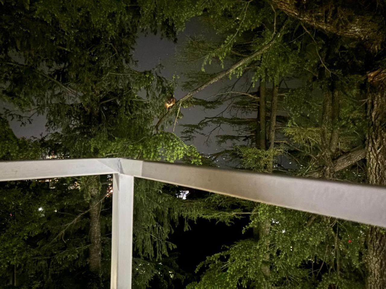 Hotel Jakhu Heights Шимла Экстерьер фото